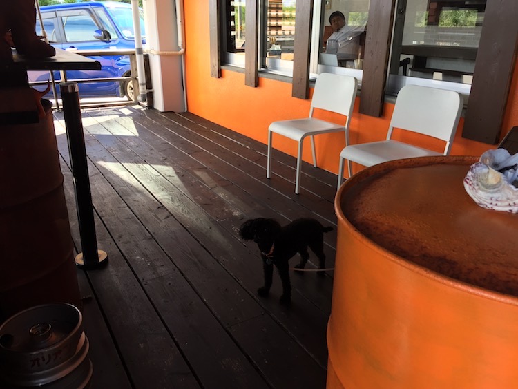 HIMAWARIの看板犬