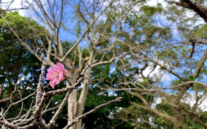 石垣島の寒緋桜
